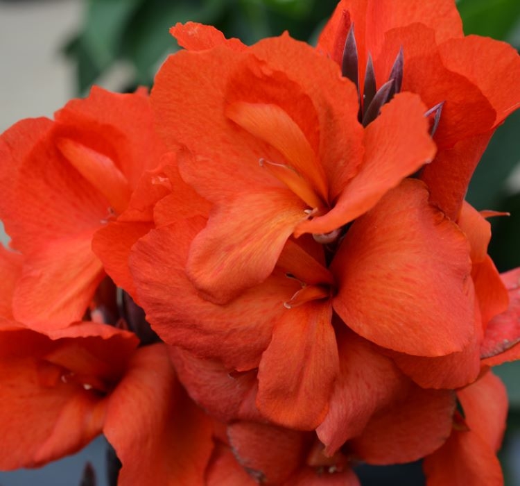 Canna%20-%20Tesbih%20Çiçeği%20-%20Bronz%20Yaprak%20-%20TURUNCU%20(%201%20Tohum%20)