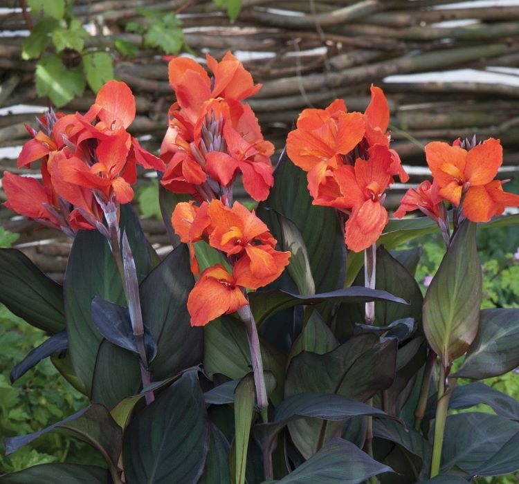 Canna%20-%20Tesbih%20Çiçeği%20-%20Bronz%20Yaprak%20-%20TURUNCU%20(%201%20Tohum%20)