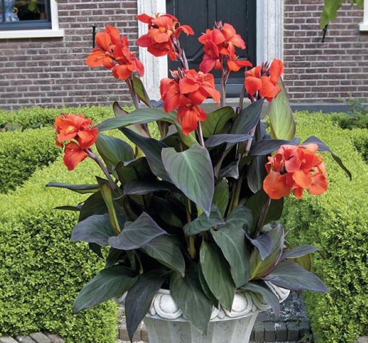Canna%20-%20Tesbih%20Çiçeği%20-%20Bronz%20Yaprak%20-%20TURUNCU%20(%201%20Tohum%20)