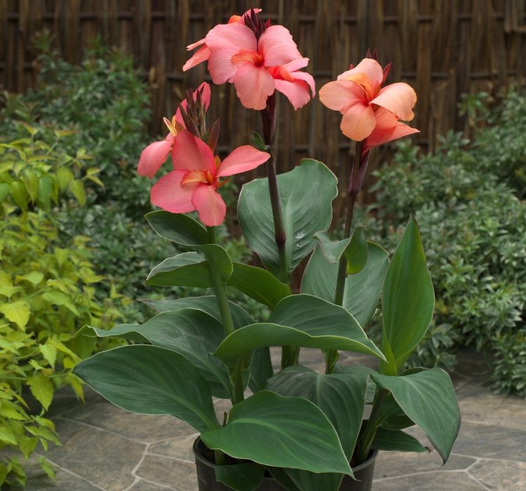 Canna%20-%20Tesbih%20Çiçeği%20-%20MANGO%20(%201%20Tohum%20)