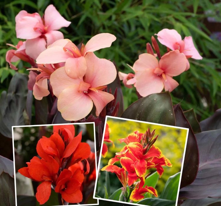 Canna%20-%20Tesbih%20Çiçeği%20-%20MANGO%20(%201%20Tohum%20)