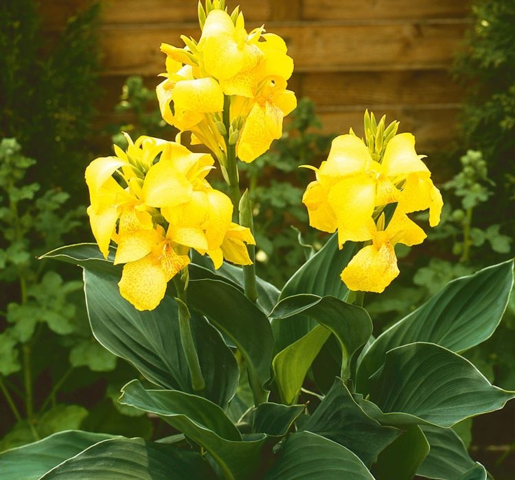 Canna%20-%20Tesbih%20Çiçeği%20-%20SARI%20(%201%20Tohum%20)