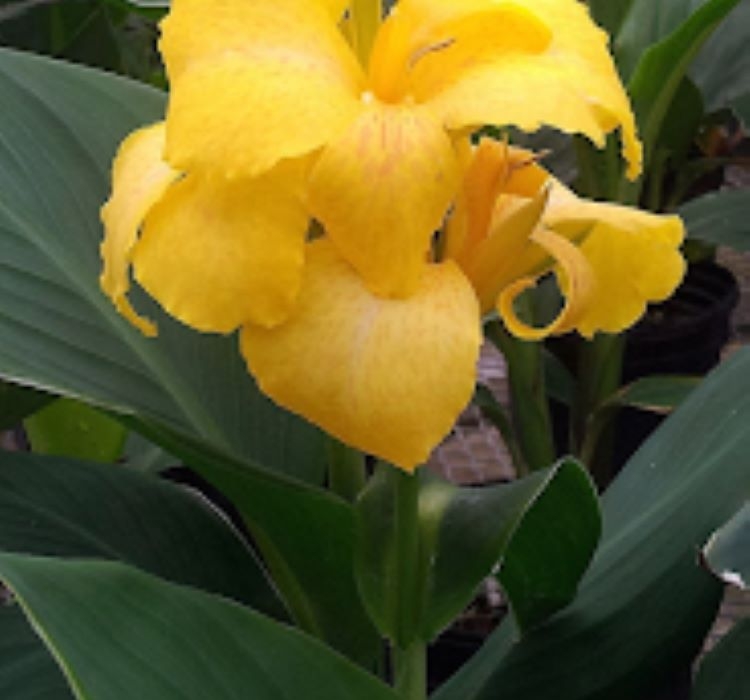 Canna%20-%20Tesbih%20Çiçeği%20-%20SARI%20(%201%20Tohum%20)