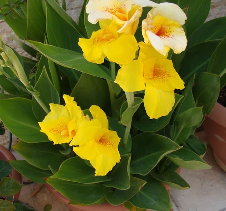 Canna%20-%20Tesbih%20Çiçeği%20-%20SARI%20(%201%20Tohum%20)