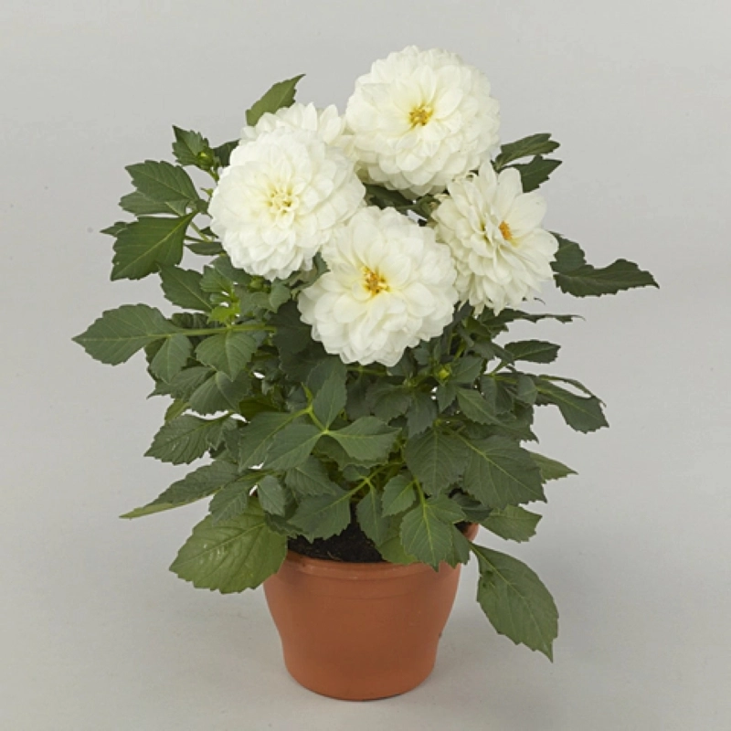 Yıldız%20Dahlia%20Çiçeği%20Beyaz%20Renk%20-%20Saksılık%205%20Tohum