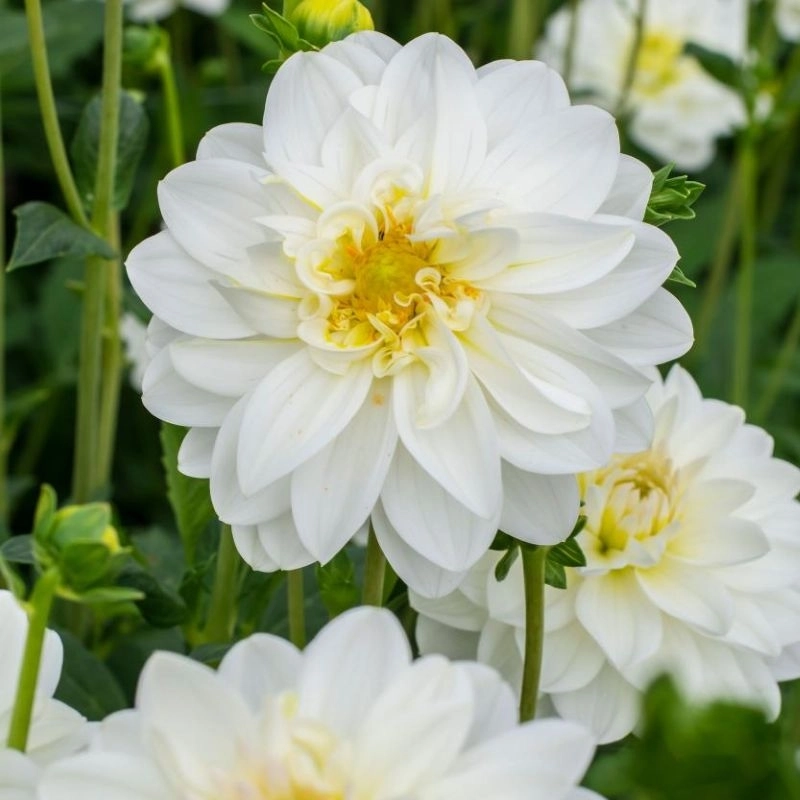 Yıldız%20Dahlia%20Çiçeği%20Beyaz%20Renk%20-%20Saksılık%205%20Tohum