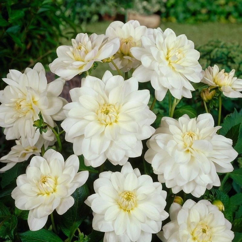 Yıldız%20Dahlia%20Çiçeği%20Beyaz%20Renk%20-%20Saksılık%205%20Tohum