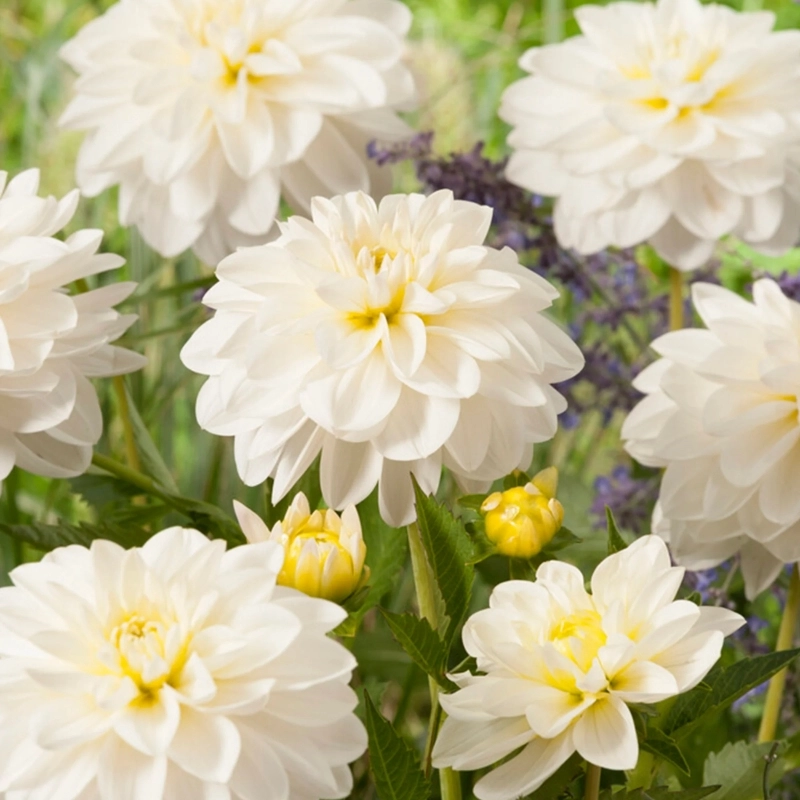 Yıldız%20Dahlia%20Çiçeği%20Beyaz%20Renk%20-%20Saksılık%205%20Tohum