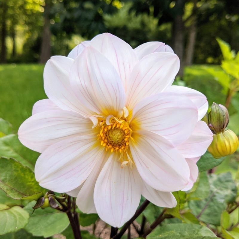 Yıldız%20Dahlia%20Çiçeği%20Beyaz%20Renk%20-%20Saksılık%205%20Tohum