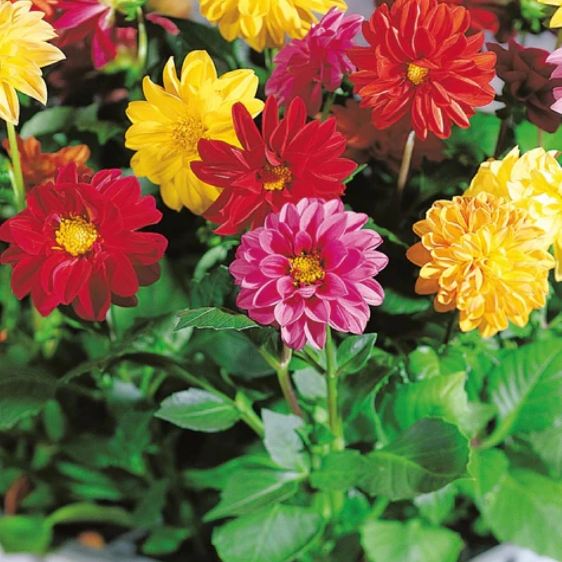 Yıldız%20Dahlia%20Çiçeği%20Karışık%20Renk%20-%20Saksılık%205%20Tohum