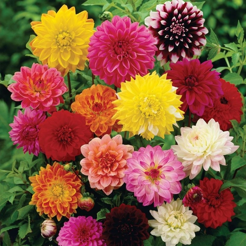 Yıldız%20Dahlia%20Çiçeği%20Karışık%20Renk%20-%20Saksılık%205%20Tohum
