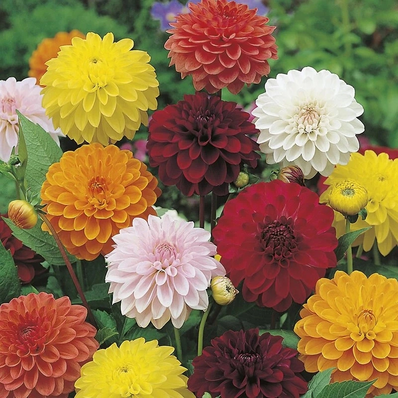 Yıldız%20Dahlia%20Çiçeği%20Karışık%20Renk%20-%20Saksılık%205%20Tohum