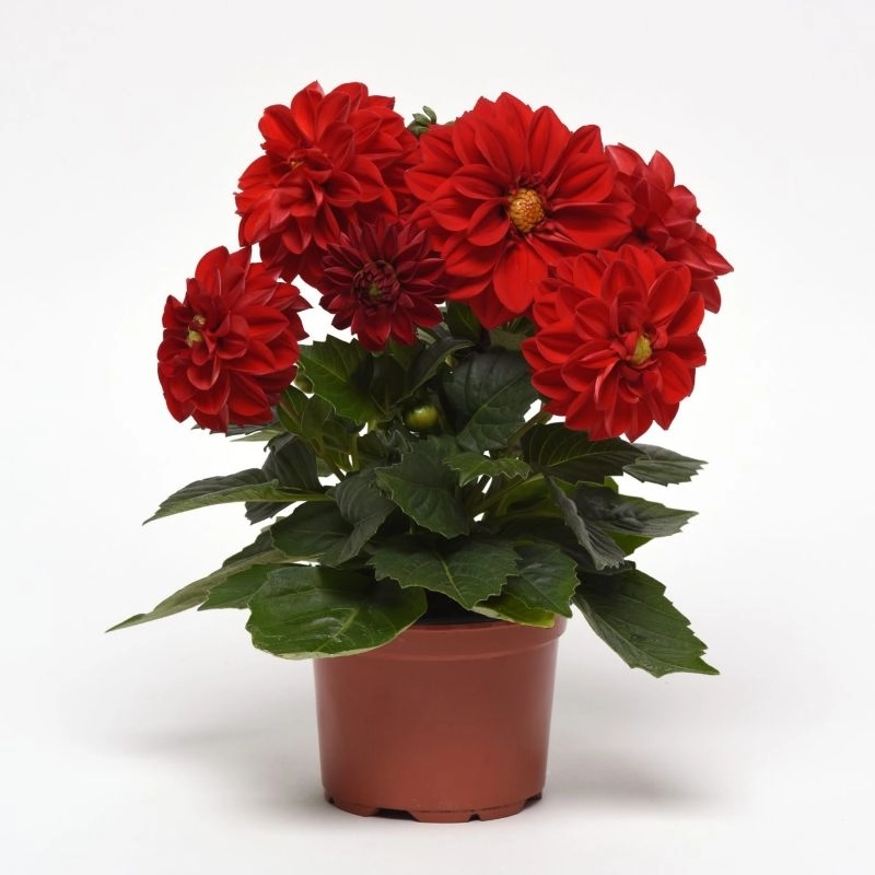 Yıldız%20Dahlia%20Çiçeği%20Kırmızı%20Renk%20-%20Saksılık%205%20Tohum