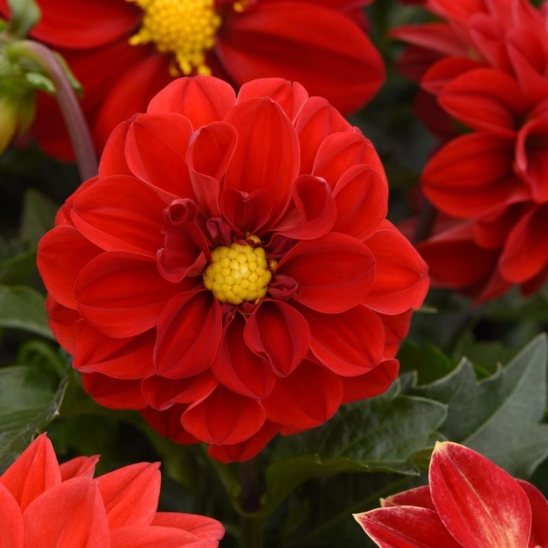 Yıldız%20Dahlia%20Çiçeği%20Kırmızı%20Renk%20-%20Saksılık%205%20Tohum