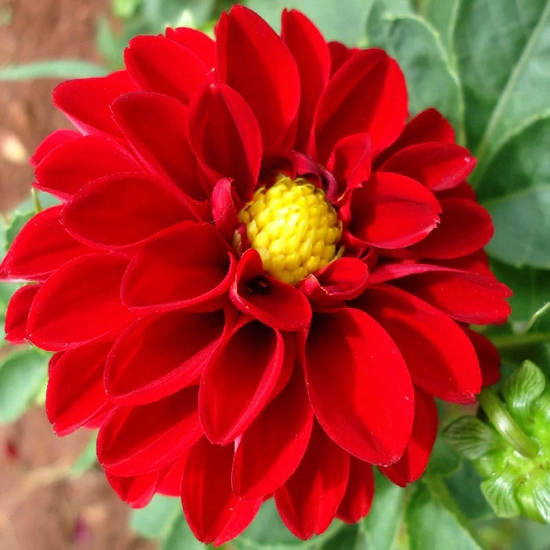 Yıldız%20Dahlia%20Çiçeği%20Kırmızı%20Renk%20-%20Saksılık%205%20Tohum