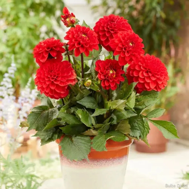 Yıldız%20Dahlia%20Çiçeği%20Kırmızı%20Renk%20-%20Saksılık%205%20Tohum