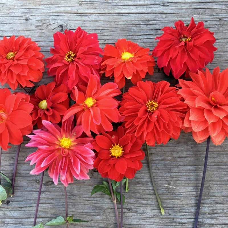 Yıldız%20Dahlia%20Çiçeği%20Kırmızı%20Renk%20-%20Saksılık%205%20Tohum