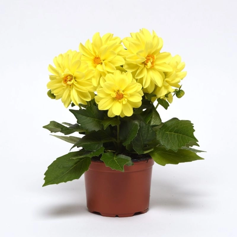 Yıldız%20Dahlia%20Çiçeği%20Sarı%20Renk%20-%20Saksılık%205%20Tohum