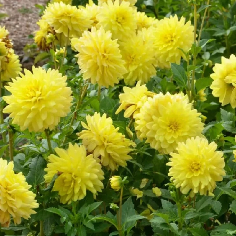Yıldız%20Dahlia%20Çiçeği%20Sarı%20Renk%20-%20Saksılık%205%20Tohum