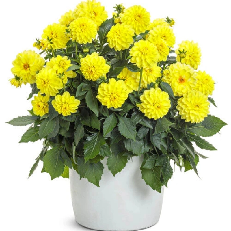 Yıldız%20Dahlia%20Çiçeği%20Sarı%20Renk%20-%20Saksılık%205%20Tohum
