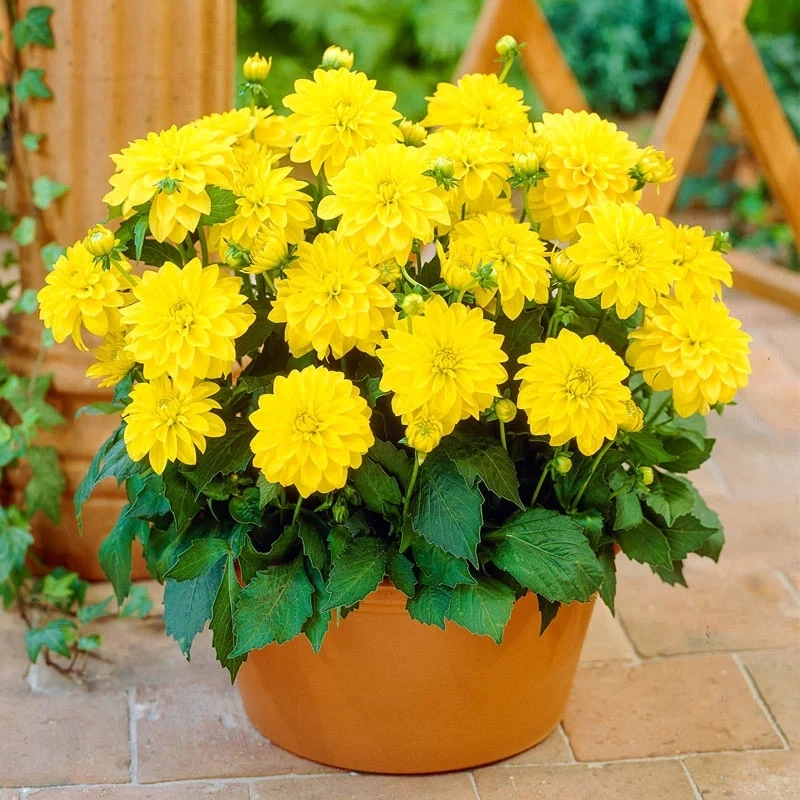 Yıldız%20Dahlia%20Çiçeği%20Sarı%20Renk%20-%20Saksılık%205%20Tohum
