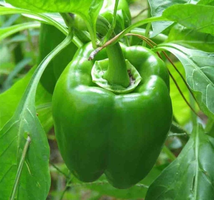 DOLMA%20BİBER%20KANDİL%20(%20ÇOKLU%20TOHUM%20)%20-%205%20Gram