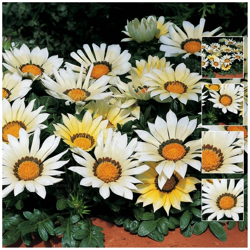 Gazanya%20Sarkan%20Seri%20Beyaz%20Renk%20-%20Saksılık%205%20Tohum