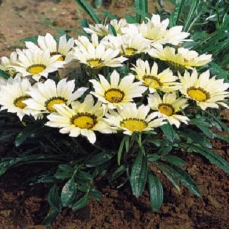Gazanya%20Sarkan%20Seri%20Beyaz%20Renk%20-%20Saksılık%205%20Tohum
