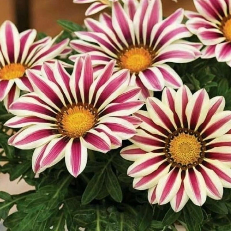 Gazanya%20Sarkan%20Seri%20Beyaz%20Çizgi%20Renk%20-%20Saksılık%205%20Tohum