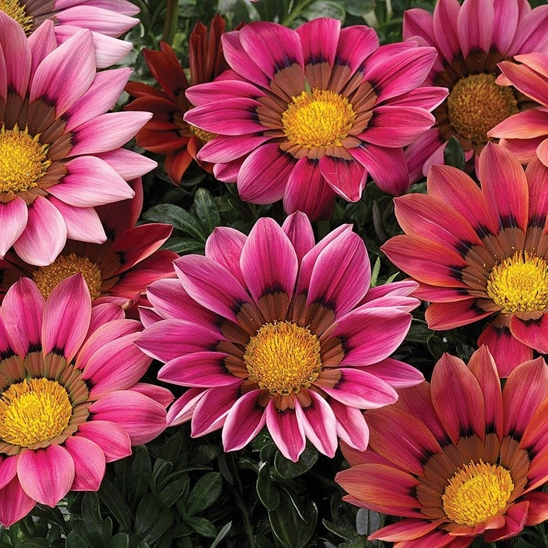Gazanya%20Sarkan%20Seri%20Mor%20Renk%20-%20Saksılık%205%20Tohum