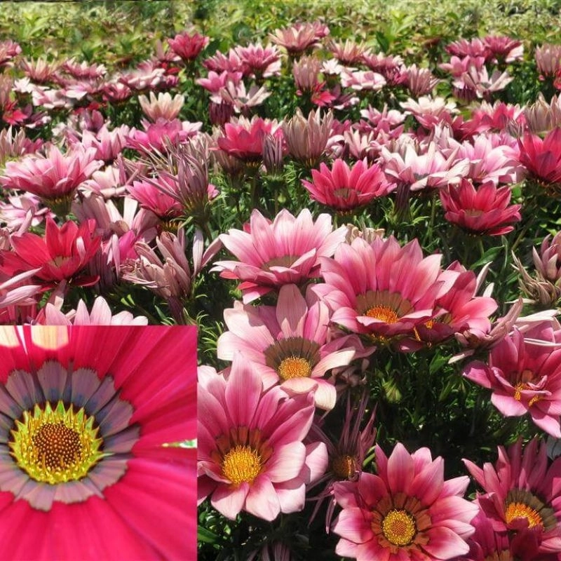 Gazanya%20Sarkan%20Seri%20Mor%20Renk%20-%20Saksılık%205%20Tohum