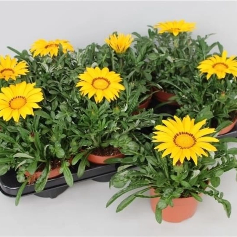 Gazanya%20Sarkan%20Seri%20Sarı%20Renk%20-%20Saksılık%205%20Tohum