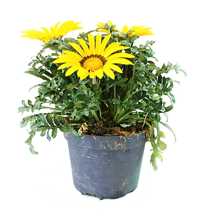 Gazanya%20Sarkan%20Seri%20Sarı%20Renk%20-%20Saksılık%205%20Tohum