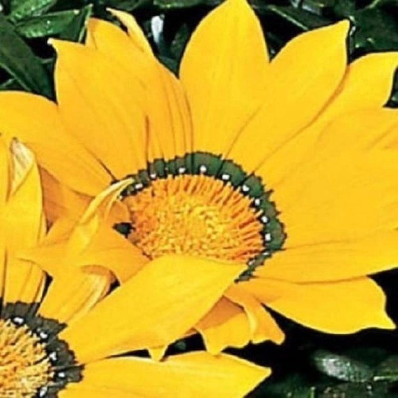Gazanya%20Sarkan%20Seri%20Sarı%20Renk%20-%20Saksılık%205%20Tohum