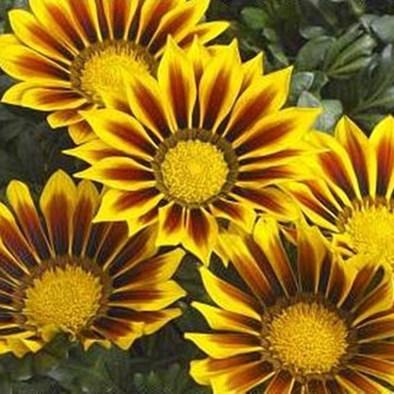 Gazanya%20Sarkan%20Seri%20Çizgi%20Seri%20Renk%20-%20Saksılık%205%20Tohum