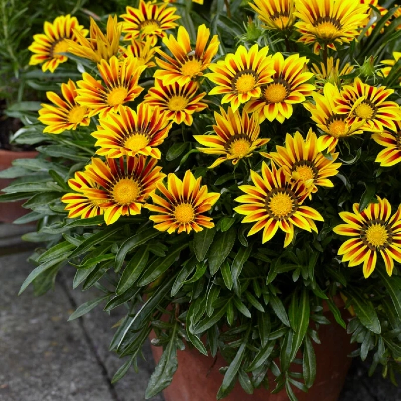 Gazanya%20Sarkan%20Seri%20Çizgi%20Seri%20Renk%20-%20Saksılık%205%20Tohum