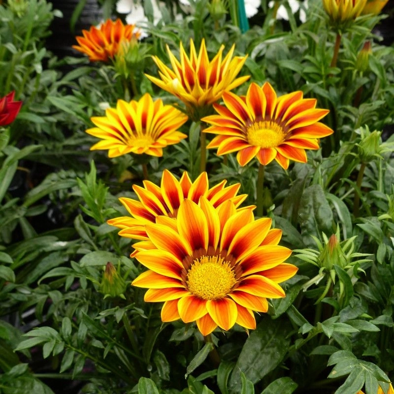 Gazanya%20Sarkan%20Seri%20Çizgi%20Seri%20Renk%20-%20Saksılık%205%20Tohum