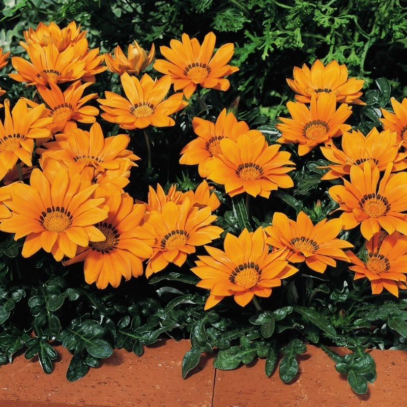Gazanya%20Sarkan%20Seri%20Turuncu%20Renk%20-%20Saksılık%205%20Tohum
