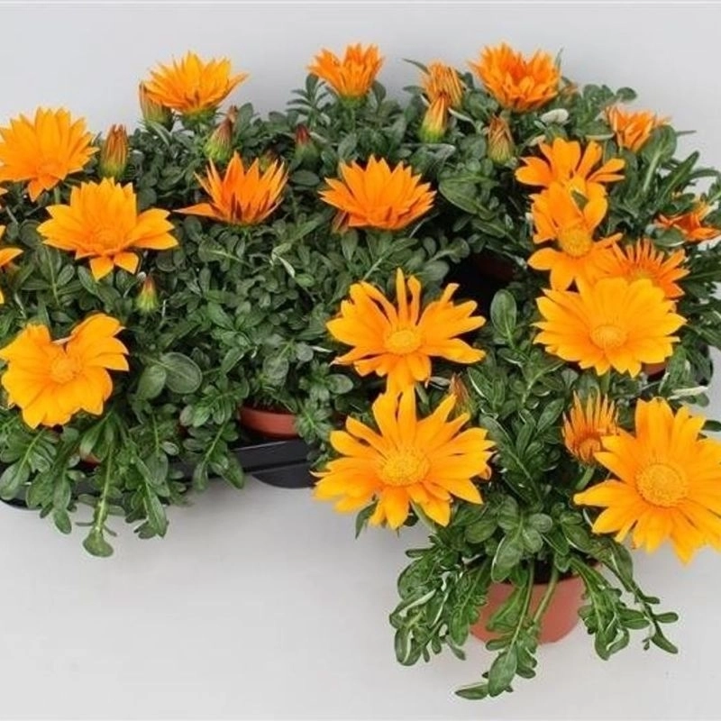 Gazanya%20Sarkan%20Seri%20Turuncu%20Renk%20-%20Saksılık%205%20Tohum