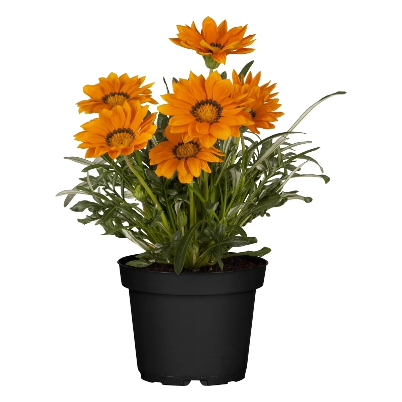Gazanya%20Sarkan%20Seri%20Turuncu%20Renk%20-%20Saksılık%205%20Tohum