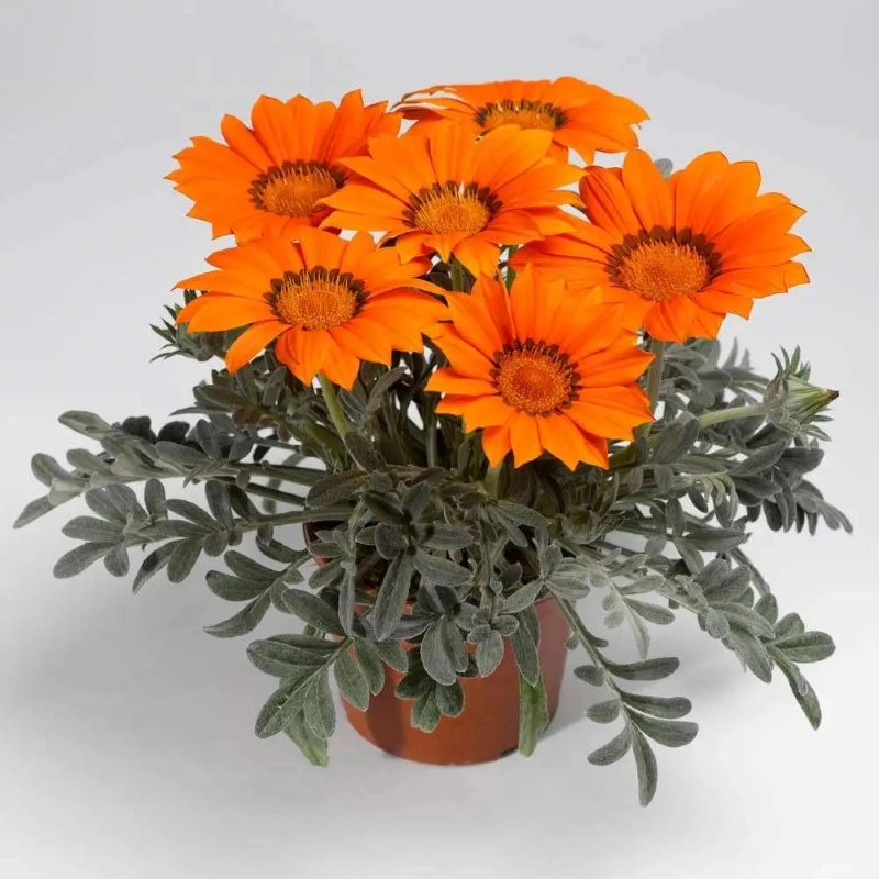 Gazanya%20Sarkan%20Seri%20Turuncu%20Renk%20-%20Saksılık%205%20Tohum