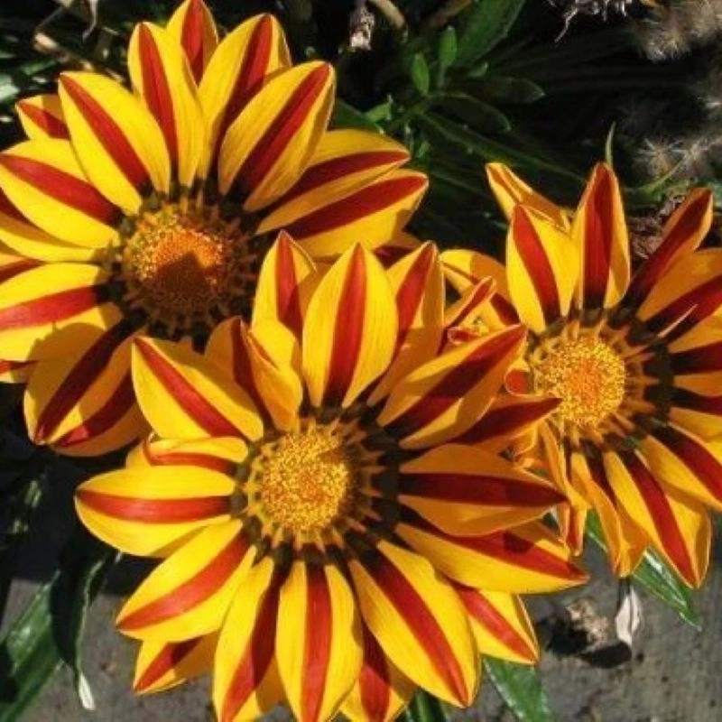 Gazanya%20Sarkan%20Seri%20Turuncu%20Çizgi%20Renk%20-%20Saksılık%205%20Tohum