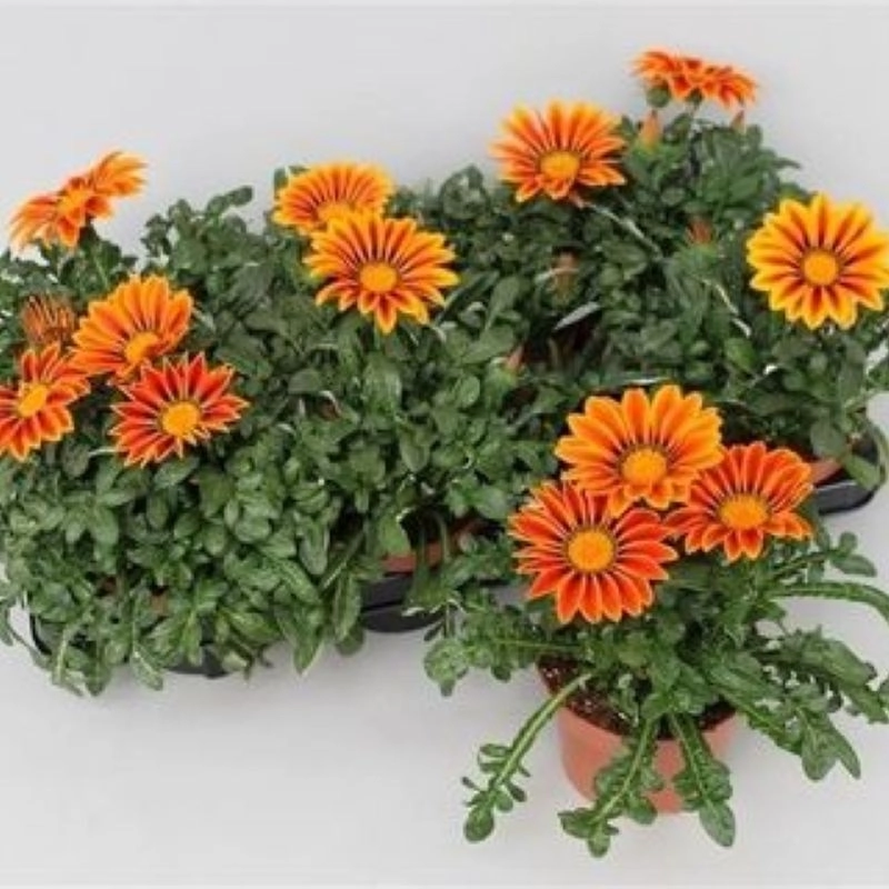Gazanya%20Sarkan%20Seri%20Turuncu%20Çizgi%20Renk%20-%20Saksılık%205%20Tohum