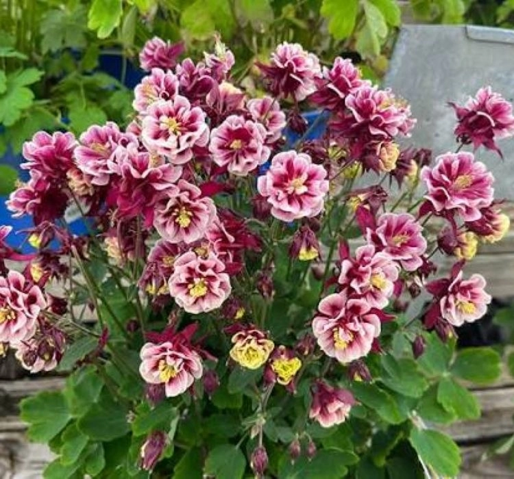 Haseki%20Küpesi%20Katlı%20Antik%20Seri%20Kırmızı%20Renk%20-%20Saksılık%205%20Tohum