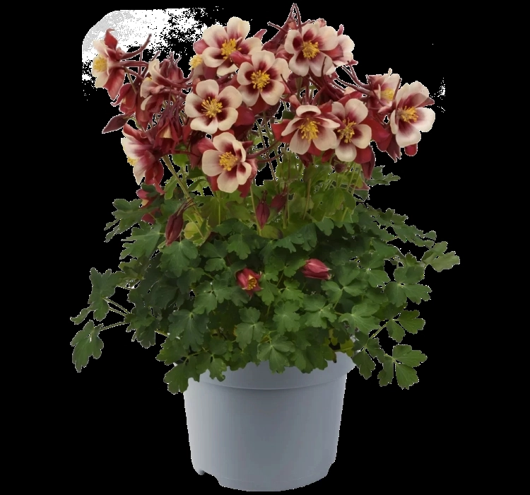 Haseki%20Küpesi%20Antik%20Seri%20Kırmızı%20Beyaz%20Renk%20-%20Saksılık%205%20Tohum