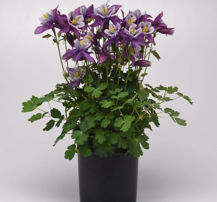 Haseki%20Küpesi%20Antik%20Seri%20Purple%20Beyaz%20Renk%20-%20Saksılık%205%20Tohum