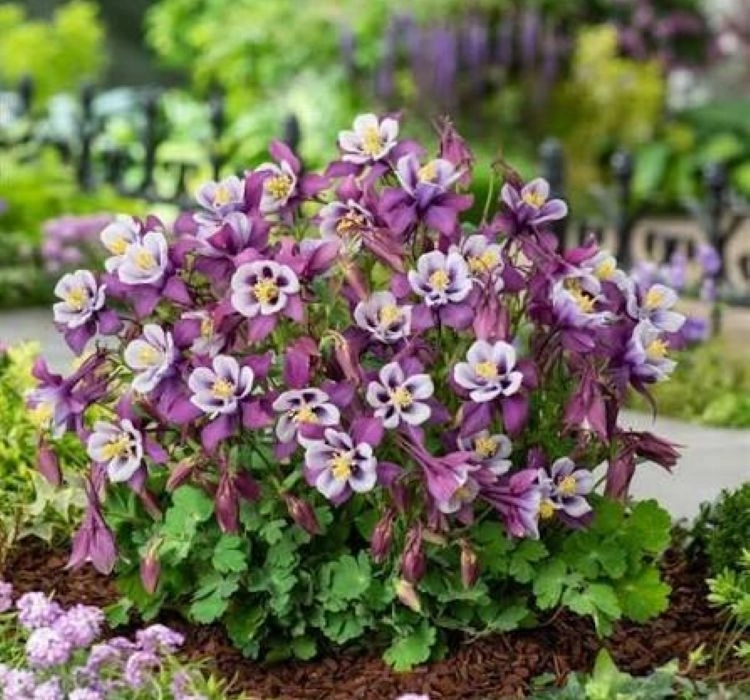 Haseki%20Küpesi%20Antik%20Seri%20Purple%20Beyaz%20Renk%20-%20Saksılık%205%20Tohum