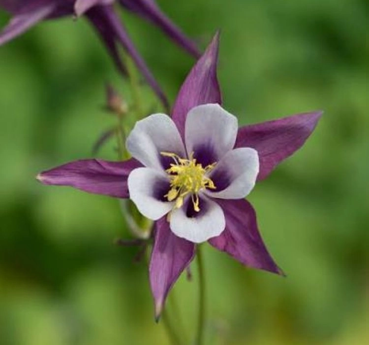 Haseki%20Küpesi%20Antik%20Seri%20Purple%20Beyaz%20Renk%20-%20Saksılık%205%20Tohum