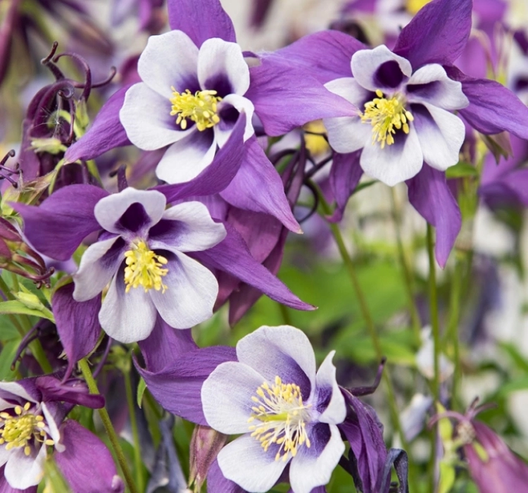 Haseki%20Küpesi%20Antik%20Seri%20Purple%20Beyaz%20Renk%20-%20Saksılık%205%20Tohum