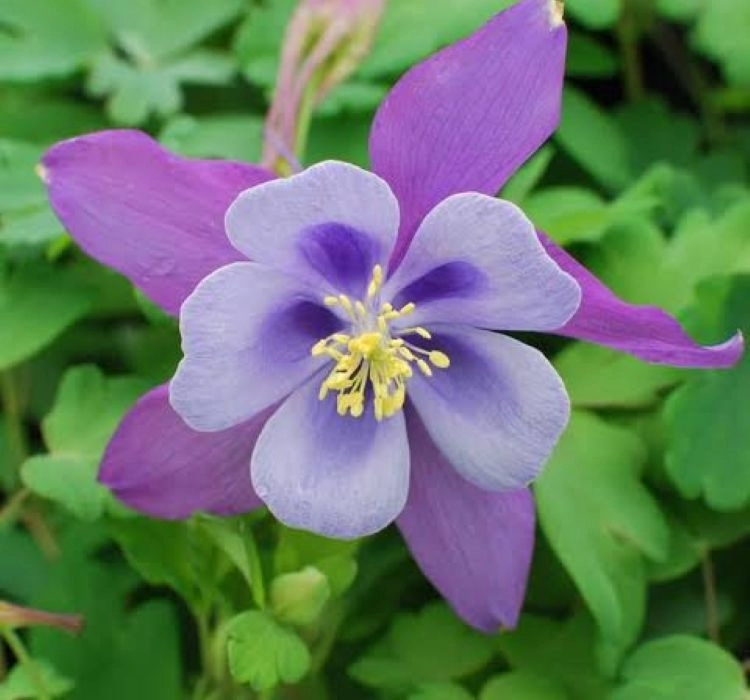 Haseki%20Küpesi%20Antik%20Seri%20Purple%20Mavi%20Renk%20-%20Saksılık%205%20Tohum
